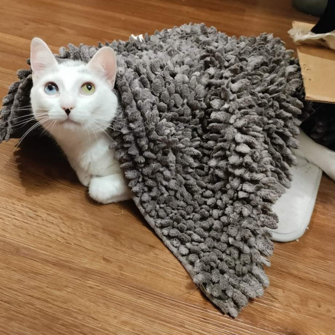 Kitty Concierge - Shelby's Cat Sitting