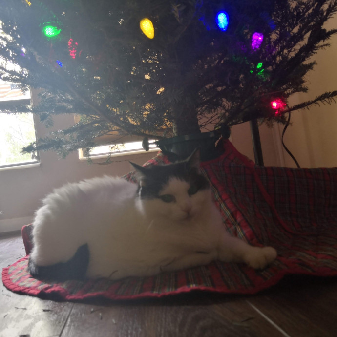 Kitty Concierge - Shelby's Cat Sitting