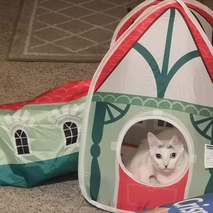 Kitty Concierge - Shelby's Cat Sitting