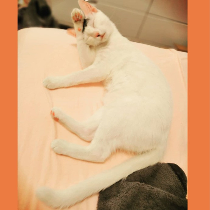 Kitty Concierge - Shelby's Cat Sitting