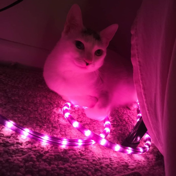Kitty Concierge - Shelby's Cat Sitting