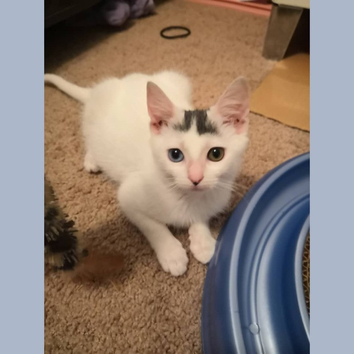 Kitty Concierge - Shelby's Cat Sitting