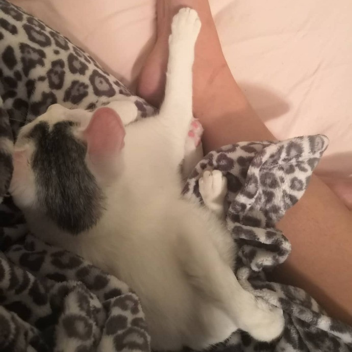 Kitty Concierge - Shelby's Cat Sitting
