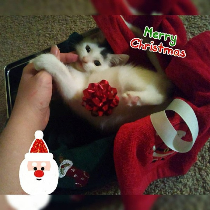 Kitty Concierge - Shelby's Cat Sitting