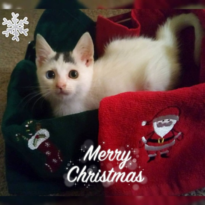 Kitty Concierge - Shelby's Cat Sitting photo 3
