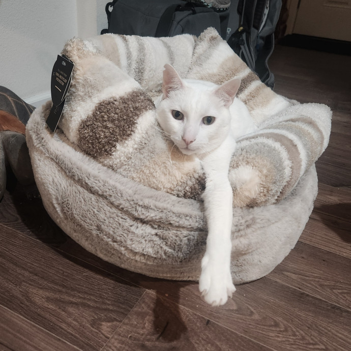 Experienced Cat Servant