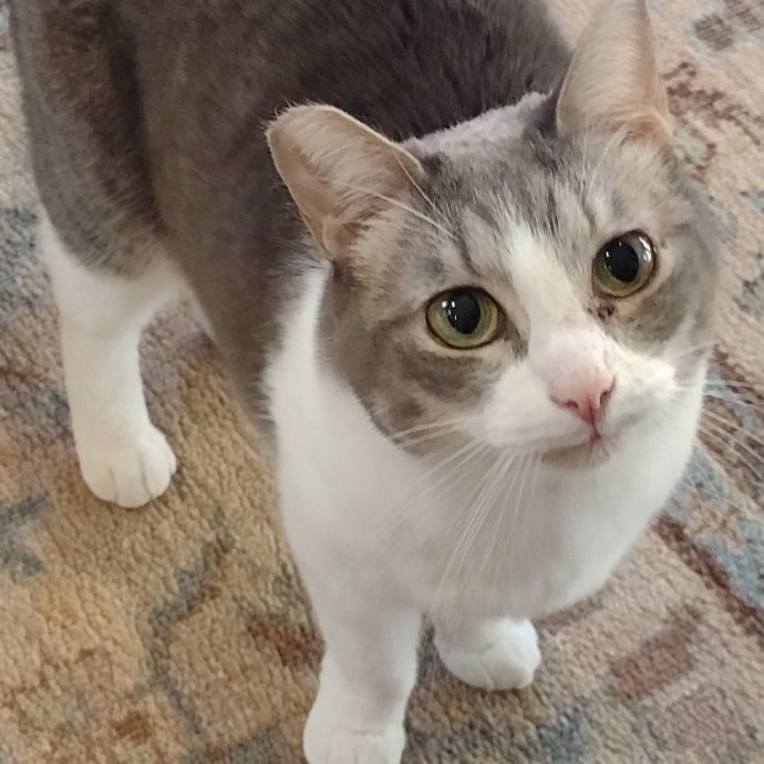 Experienced Cat Servant