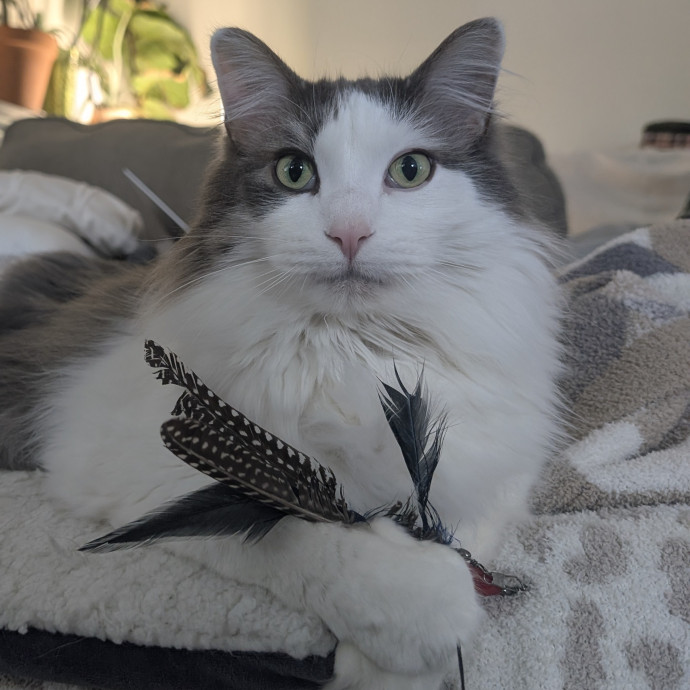 Keely's Cat Care photo 3