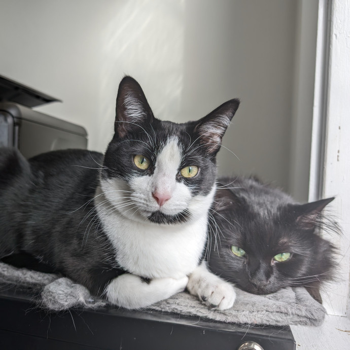 Keely's Cat Care photo 2