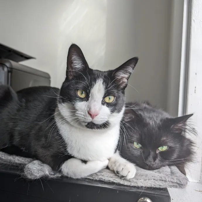 Keely's Cat Care photo 2