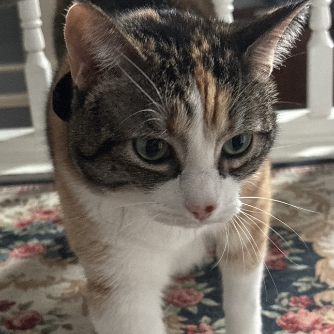 Animal Lover At Heart Pet Sitter
