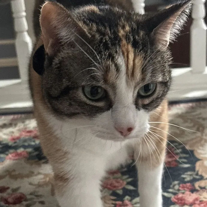 Animal Lover At Heart Pet Sitter