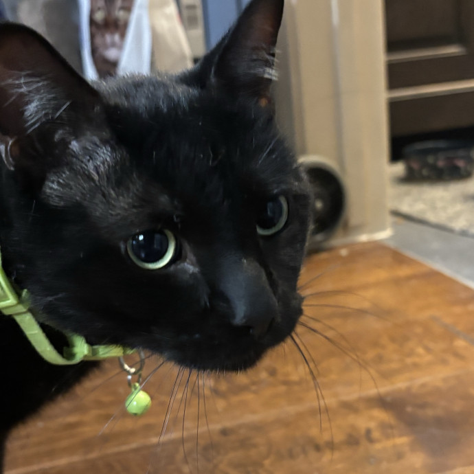Animal Lover At Heart Pet Sitter