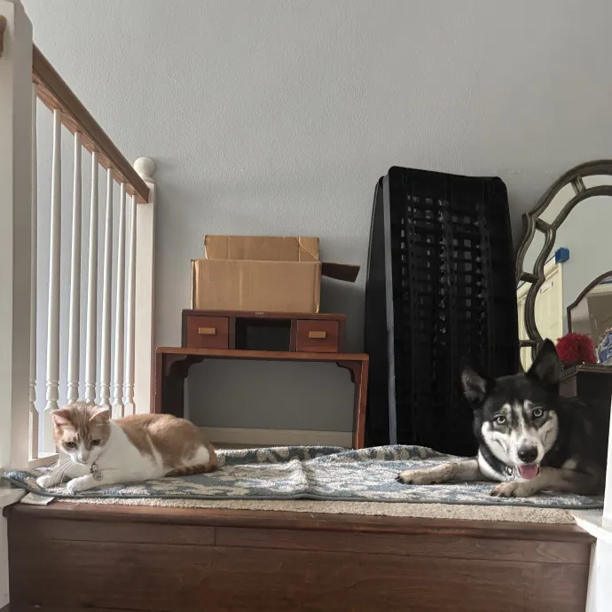 Animal Lover At Heart Pet Sitter