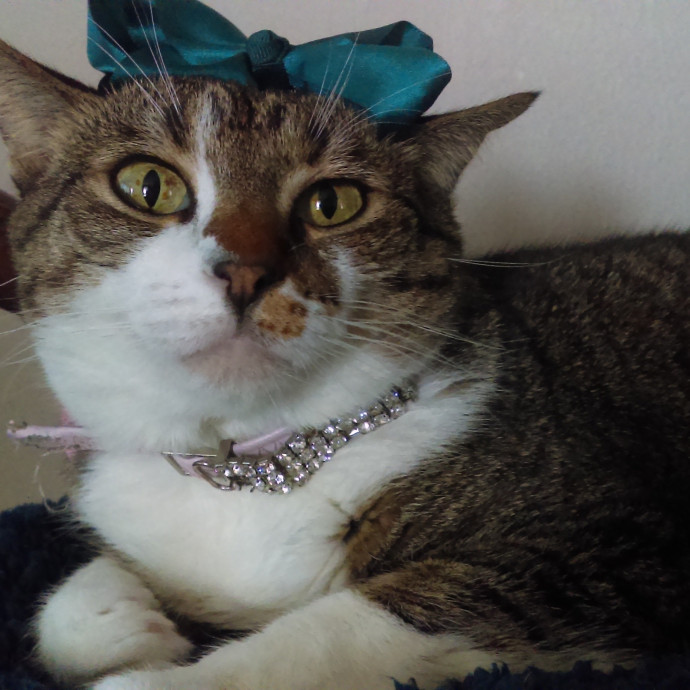 Animal Lover At Heart Pet Sitter