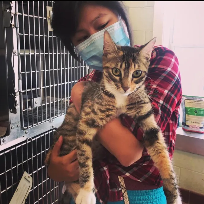 Cat Sitter With Healthcare Experience