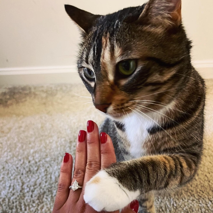 Cat Sitter With Healthcare Experience