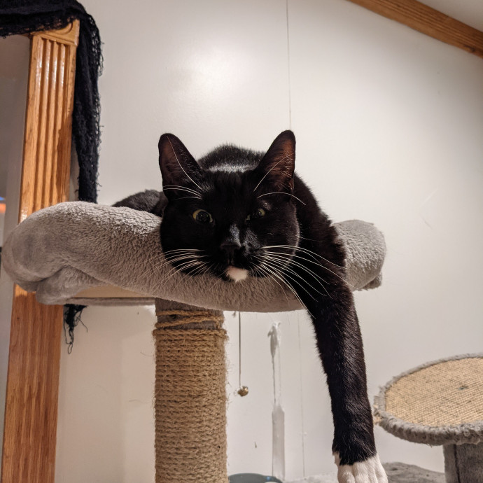Adina's Cat Castle