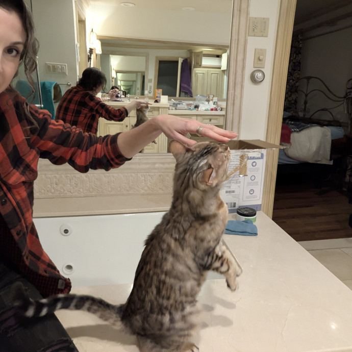 Adina's Cat Castle
