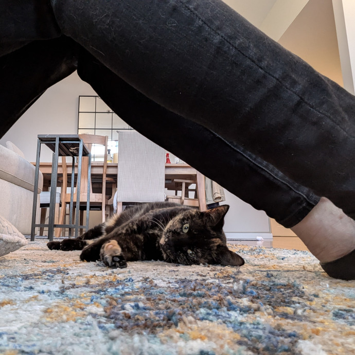 Adina's Cat Castle