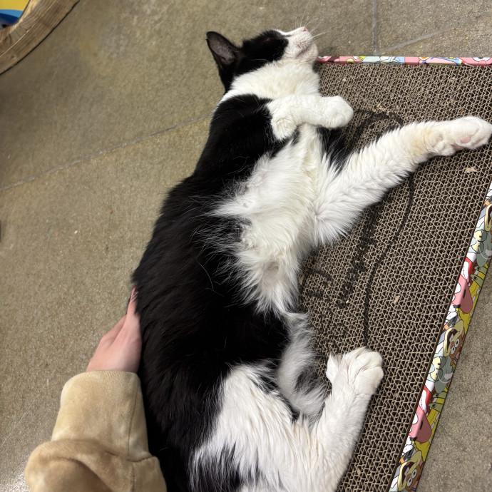 Full Time Cat Lover