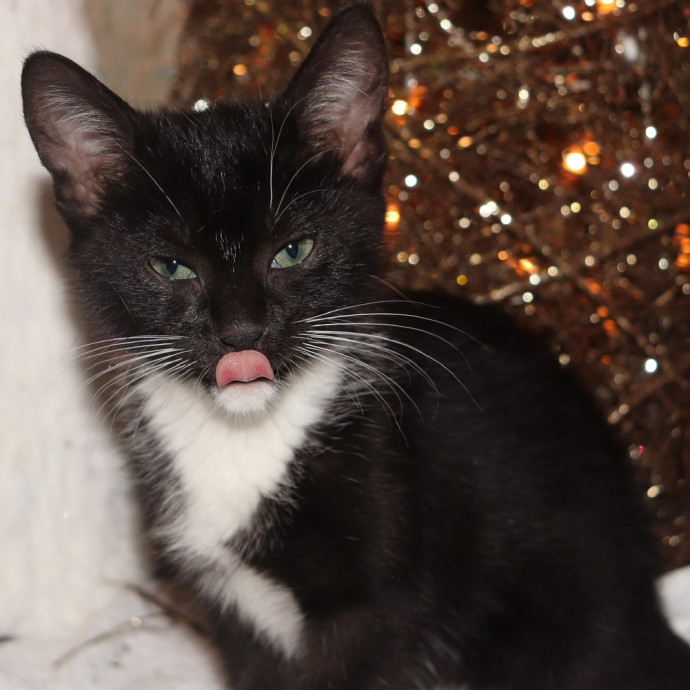 Purrfect Companion Cat Care