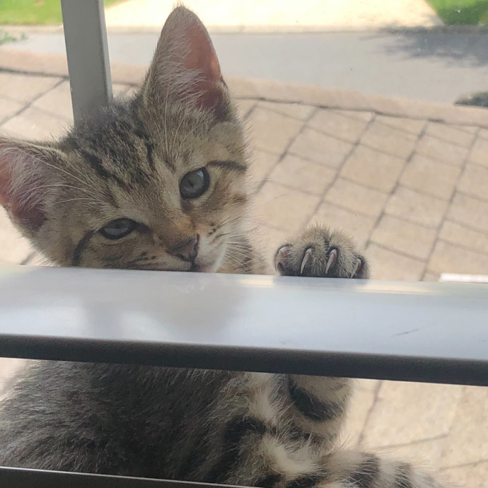 Purrfect Companion Cat Care