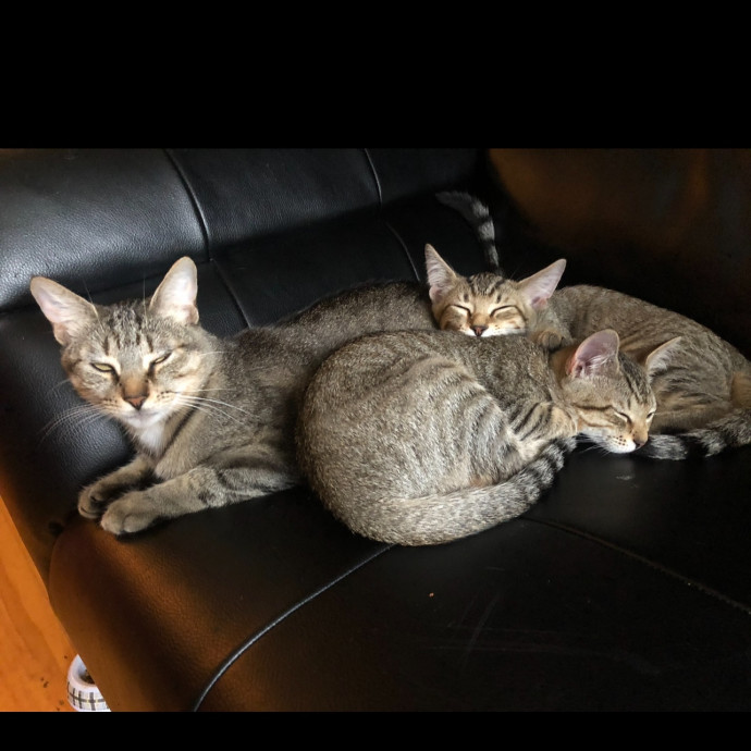 Purrfect Companion Cat Care