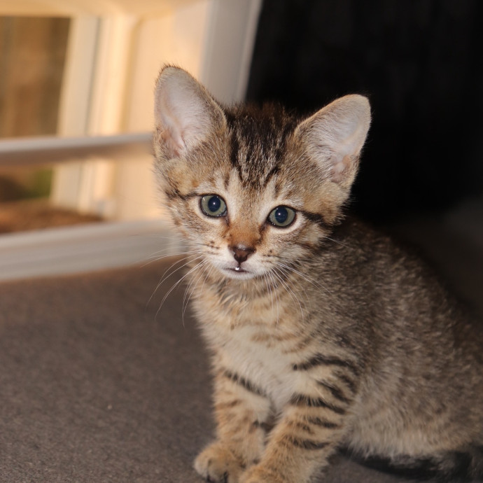 Purrfect Companion Cat Care