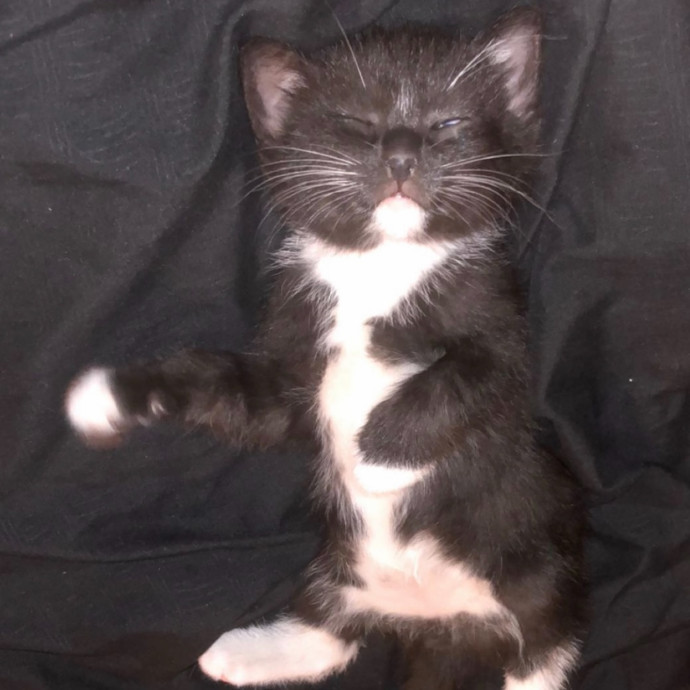 Purrfect Companion Cat Care