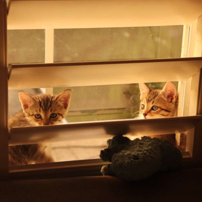Purrfect Companion Cat Care photo 3