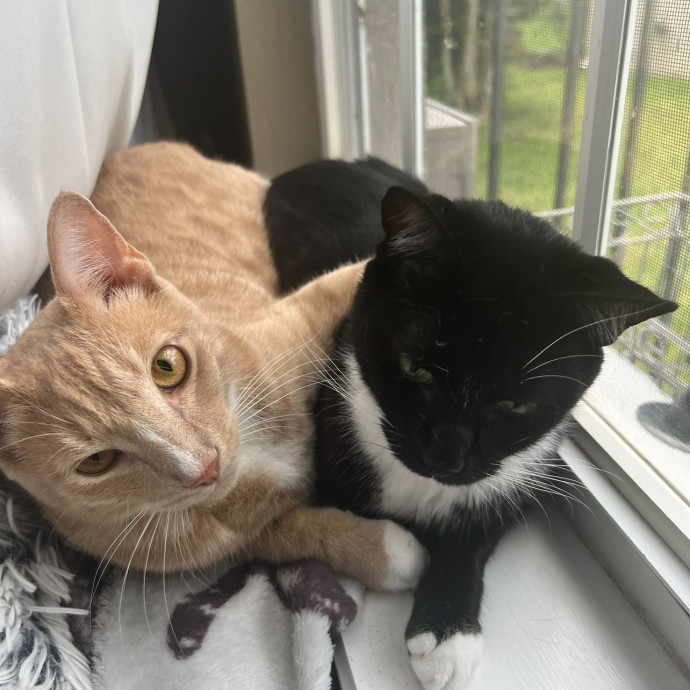 Purrfect Companion Cat Care photo 2