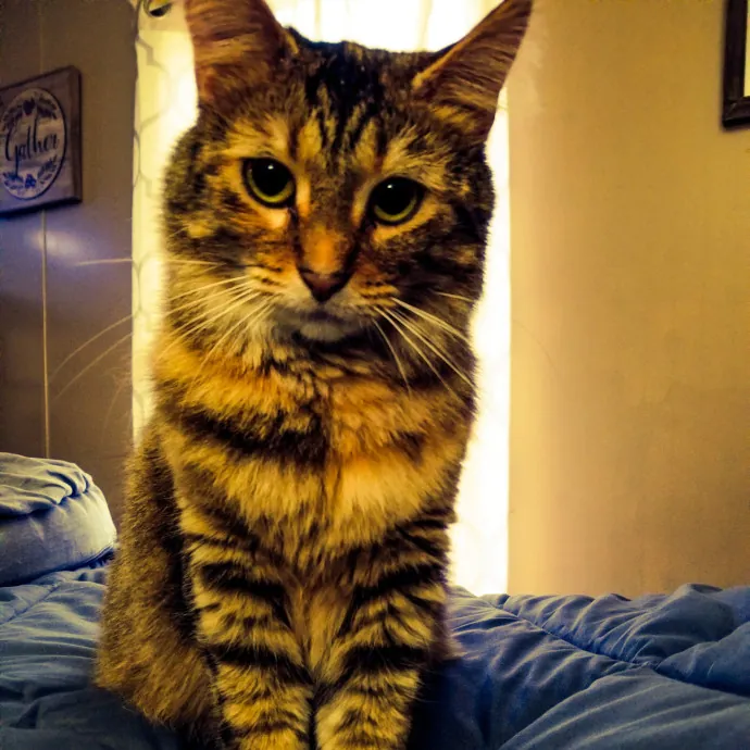 Purrfect Petsitter photo 4