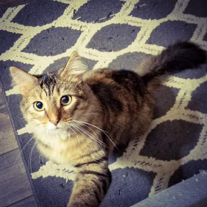 Purrfect Petsitter photo 3