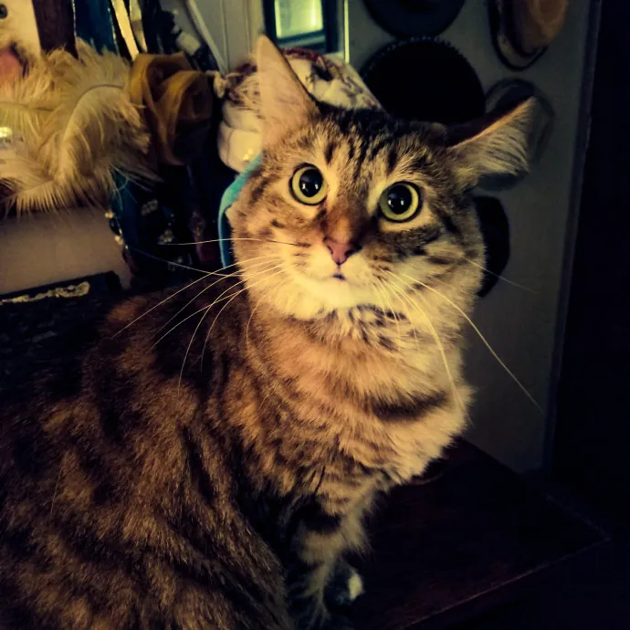 Purrfect Petsitter photo 2