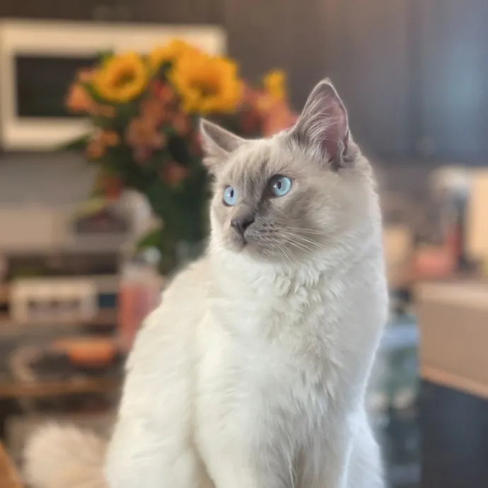 Isabella S.