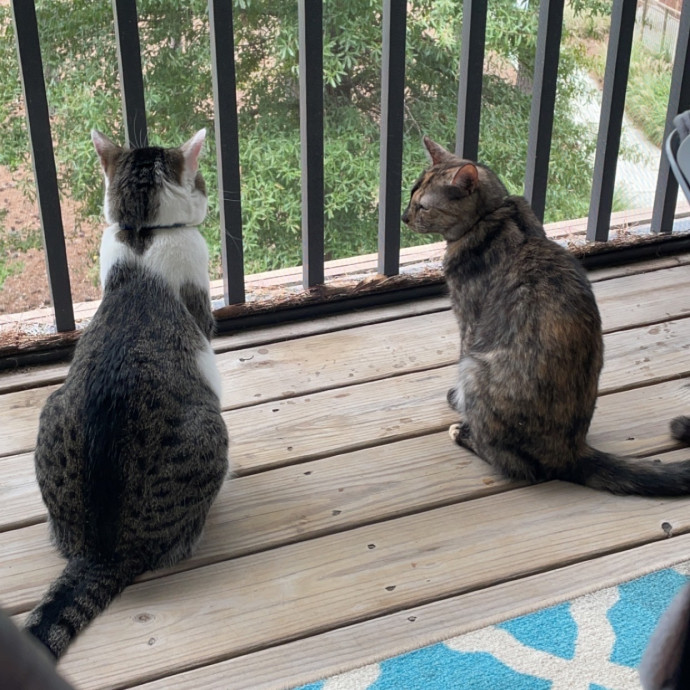 Lifelong Pet Parent With 3 Cats photo 3