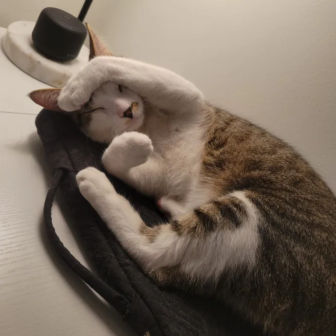 Providing Love And Light To All Cats