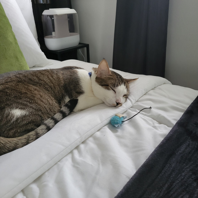 Providing Love And Light To All Cats
