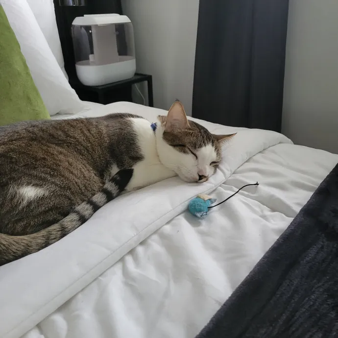 Providing Love And Light To All Cats