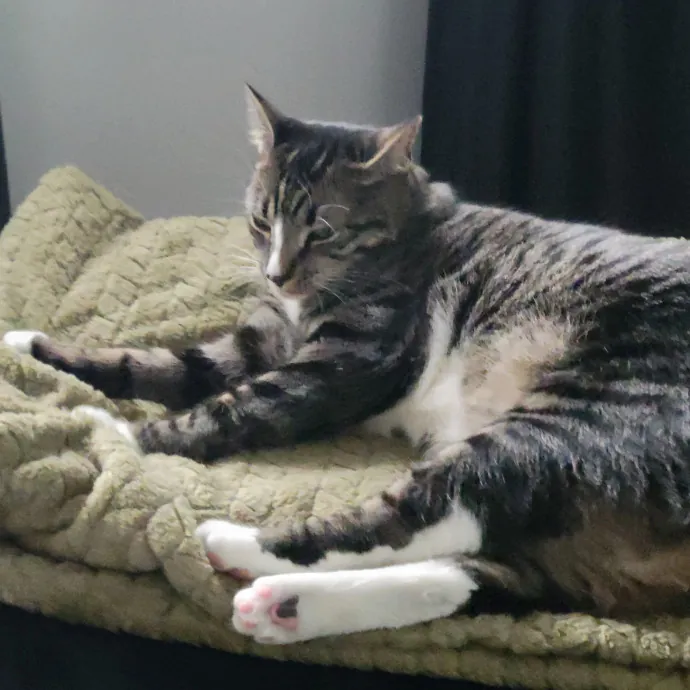 Providing Love And Light To All Cats