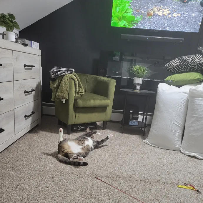 Providing Love And Light To All Cats