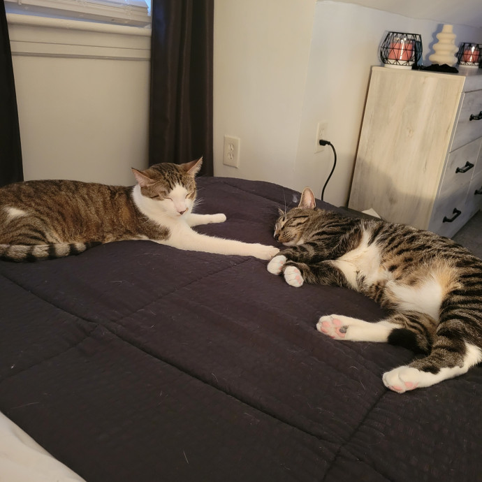 Providing Love And Light To All Cats