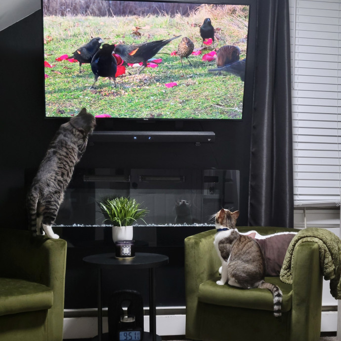 Providing Love And Light To All Cats