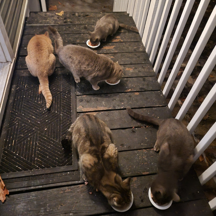 Providing Love And Light To All Cats