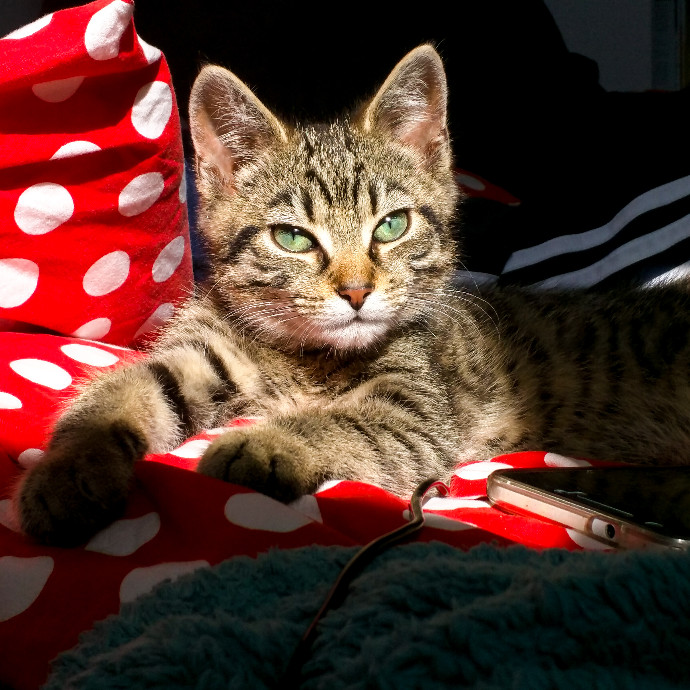 Patient And Understanding Cat Lover