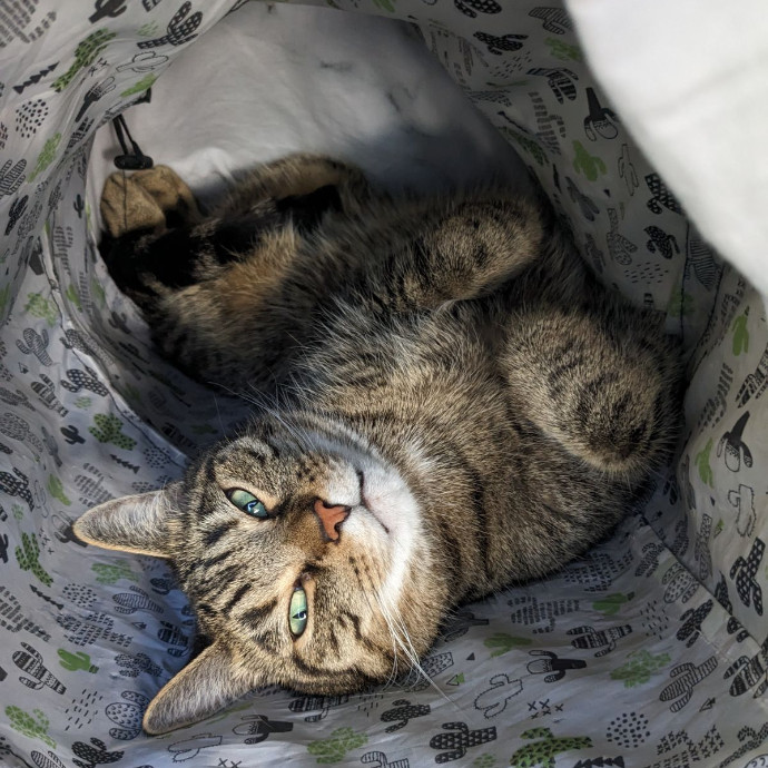 Patient And Understanding Cat Lover