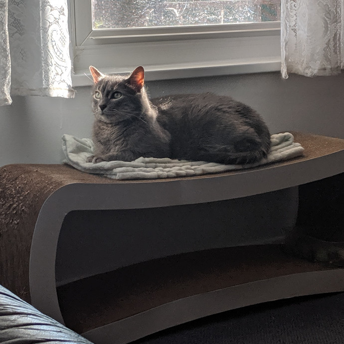 Patient And Understanding Cat Lover