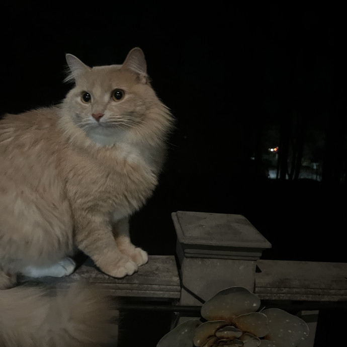 Whenever However I'm Here For Ur Kitty3