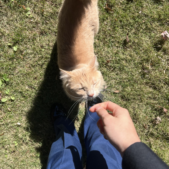 Whenever However I'm Here For Ur Kitty3 photo 3